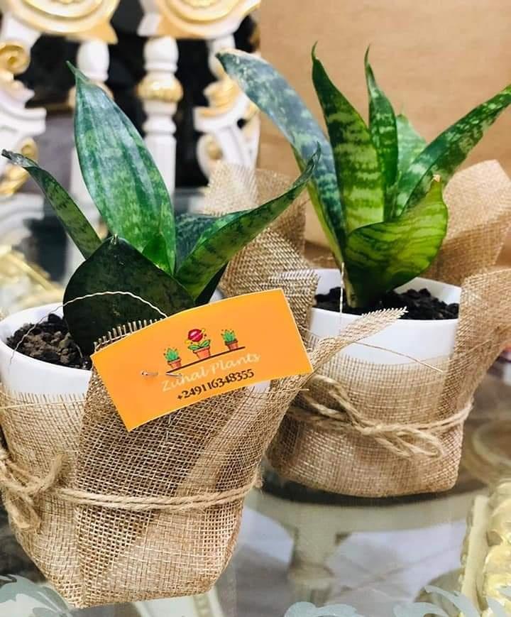 zuhalplants's tweet photo. نرجع ؟ 🙄 https://t.co/Mr8GrR5GL4