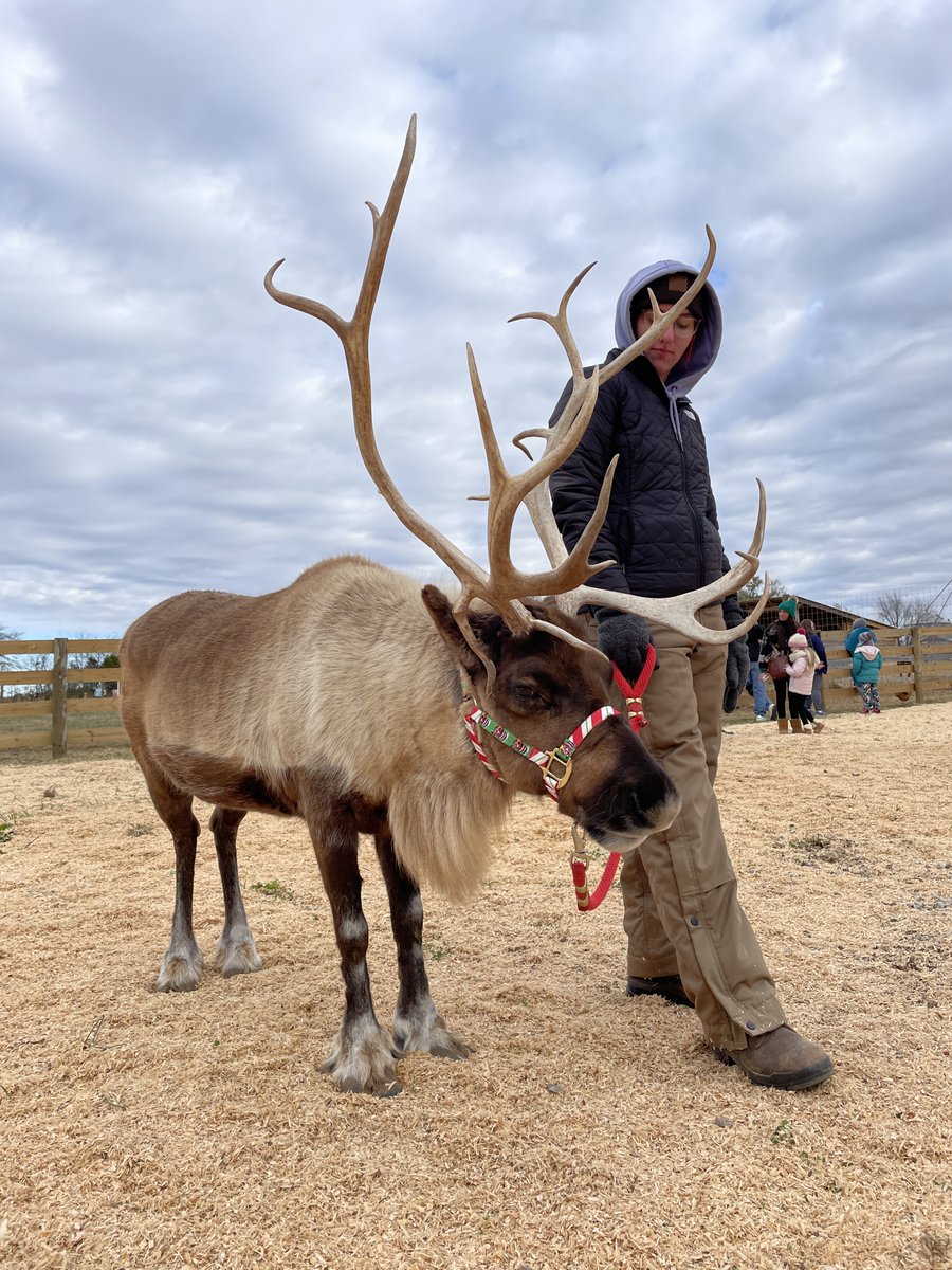 Kentucky Tourism (@kentuckytourism) on Twitter photo #DYK that #travelKY is home to a reindeer farm? 🦌🛷
The Reindeer Farm in <a href="/VisitBGKy/">Visit BGKY</a> is open 9-5 on Fridays and Saturdays and 11-5 on Sundays until December 17th. December 18th-23rd, the farm is open 11-5 Monday through Saturday.
Learn more here: bit.ly/47Fvdil #DYK that #travelKY is home to a reindeer farm? 🦌🛷
The Reindeer Farm in <a href="/VisitBGKy/">Visit BGKY</a> is open 9-5 on Fridays and Saturdays and 11-5 on Sundays until December 17th. December 18th-23rd, the farm is open 11-5 Monday through Saturday.
Learn more here: bit.ly/47Fvdil