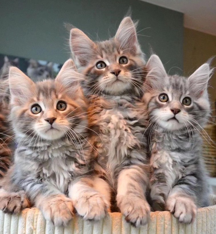 xcatworld's tweet photo. If cats could write history, their history would be mostly about cats.#cat #Catholic #CaturdayEve #CatsAreFamily #catsnoirfriday #CatsOfTwitter #Caturday #cat #Catholic #CaturdayEve #CatsAreFamily #catsnoirfriday #CatsOfTwitter #Caturday https://t.co/ZL7hmnHnoD