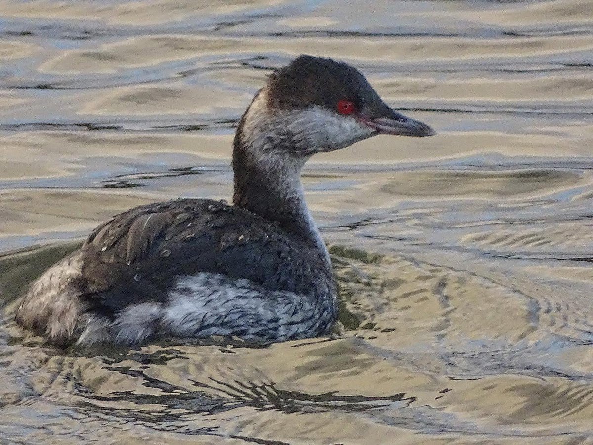laurabgordon's tweet photo. Slavonian grebe, short-eared owl, long-tailed duck and little egret at Aberlady https://t.co/UCmvvC0cdR