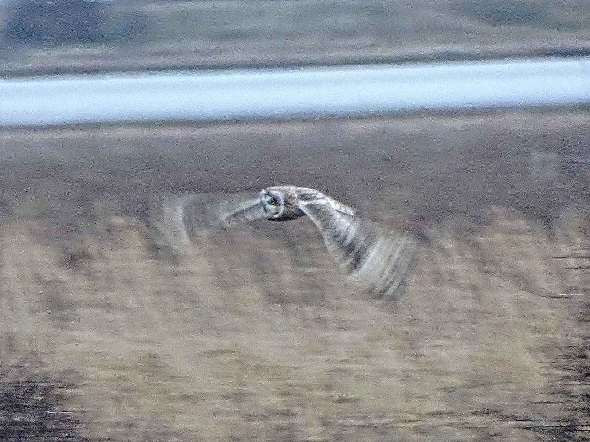 laurabgordon's tweet photo. Slavonian grebe, short-eared owl, long-tailed duck and little egret at Aberlady https://t.co/UCmvvC0cdR