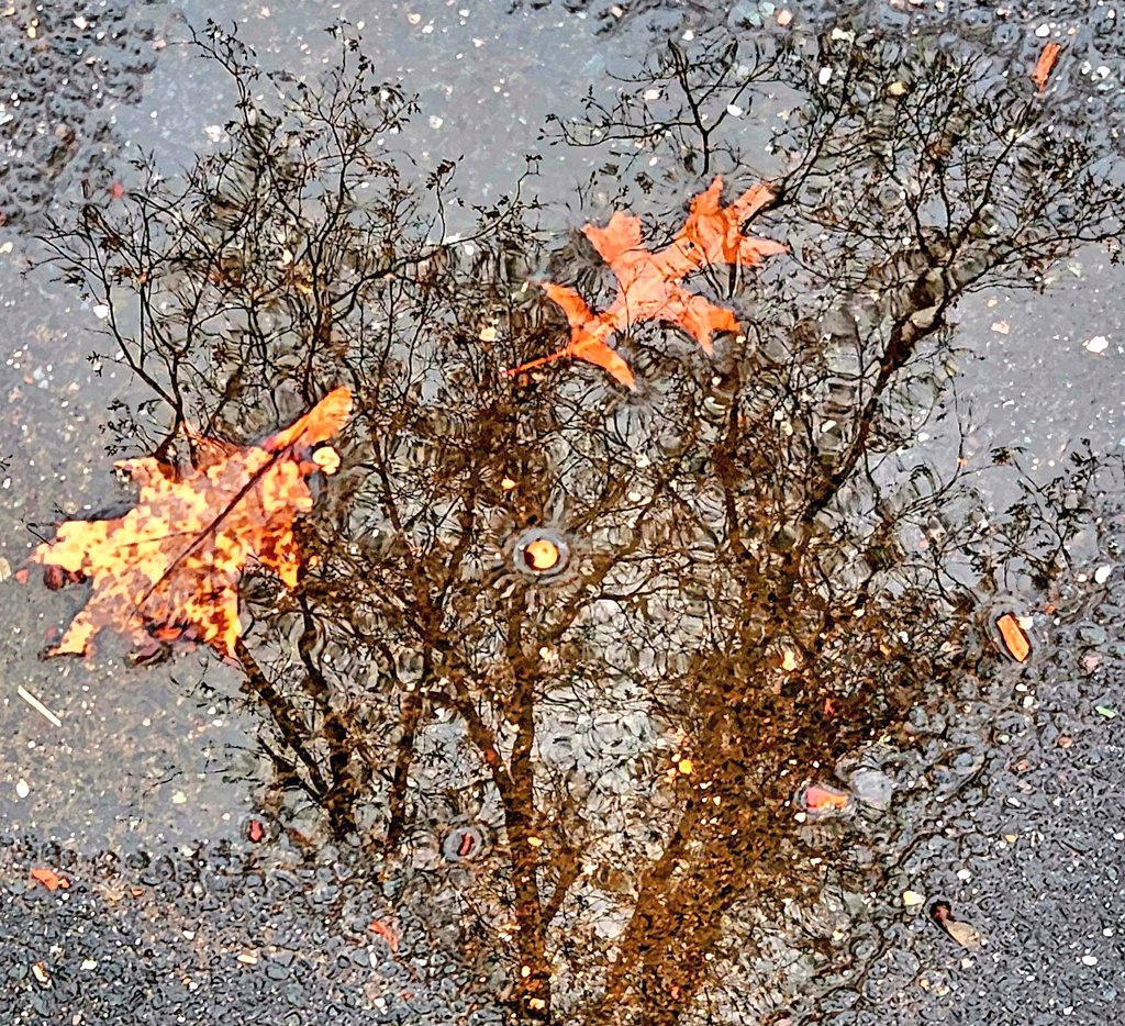 ImMCarvalho's tweet photo. Looks like these leaves found their way back onto the trees. #puddlefun https://t.co/eWlcQTNMsI