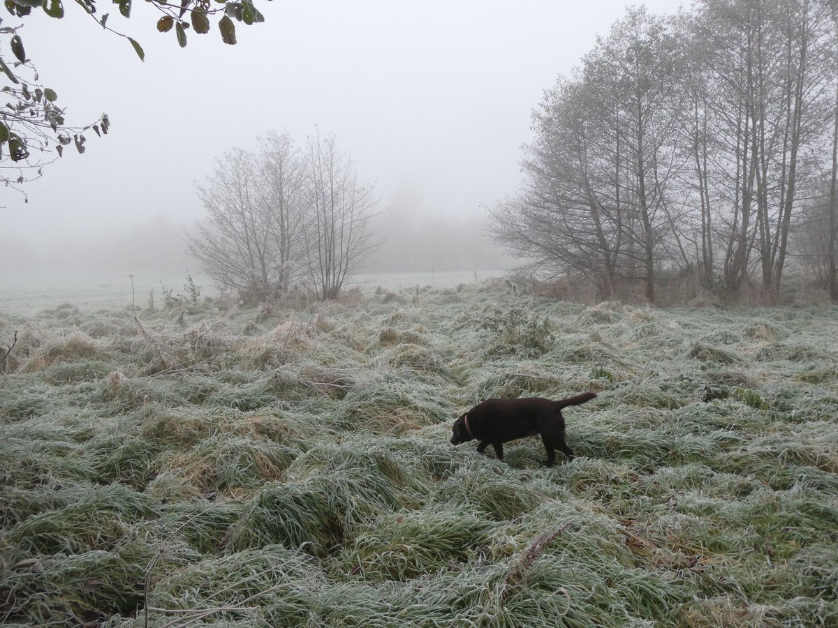 Longrun Meadow in the mist.