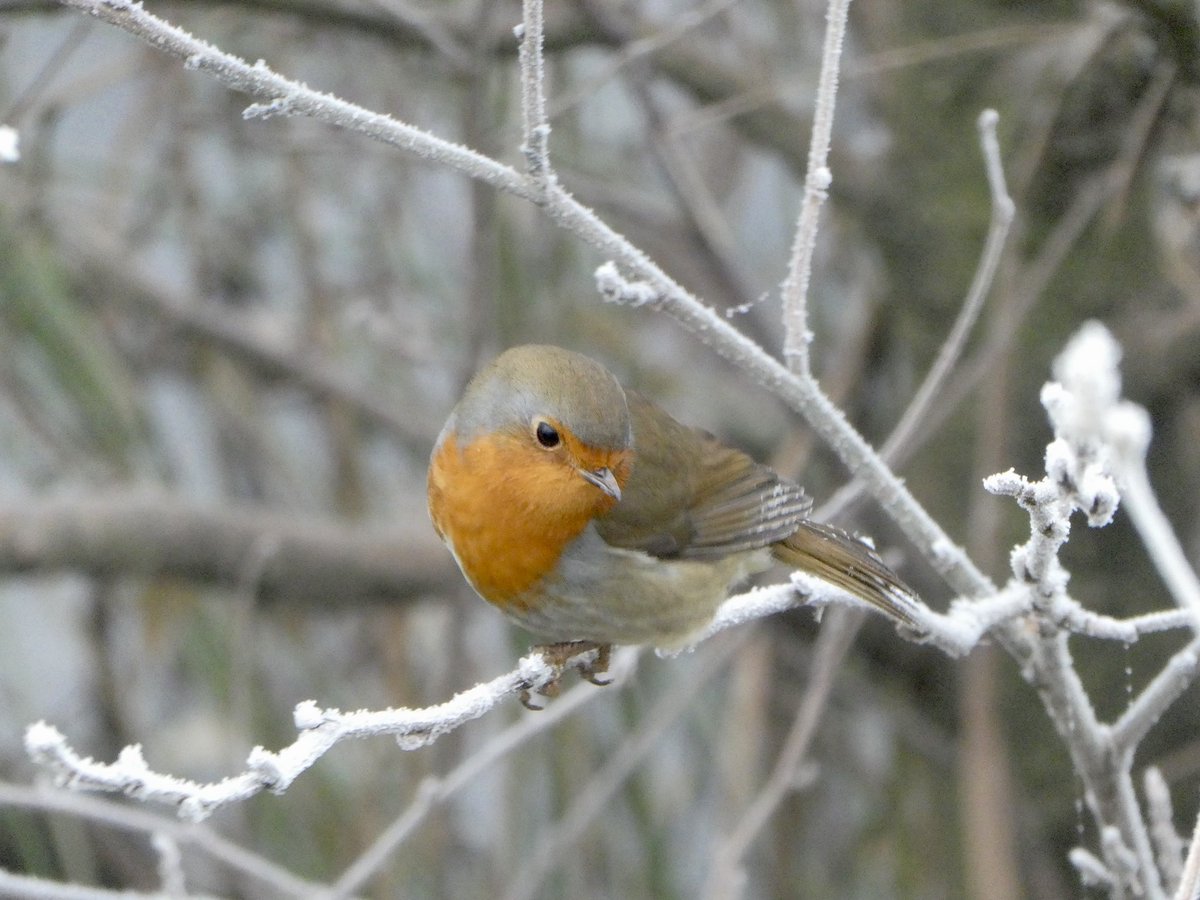 Roughmoor Pond this morning.