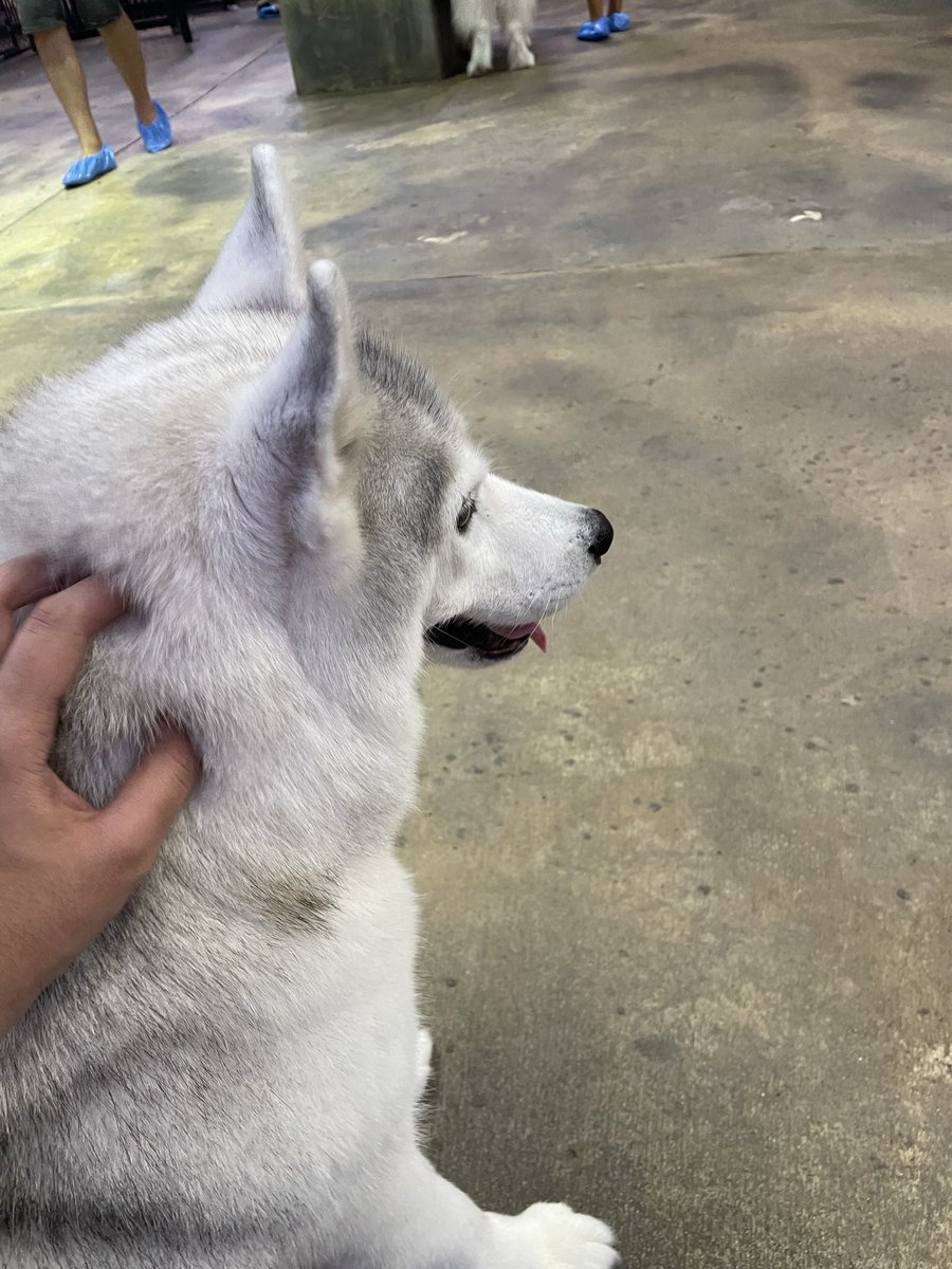 shafique bhai mechanic (@matchtheindex) on Twitter photo 