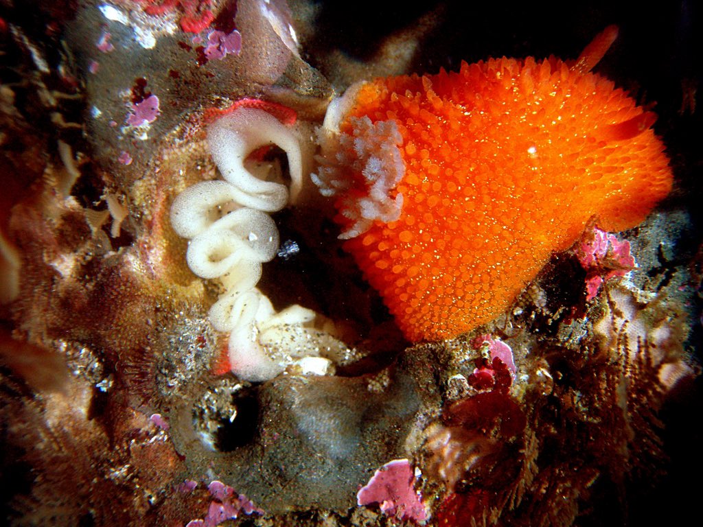 ꒰ daily aquatic lovelies ༚.° tweet media