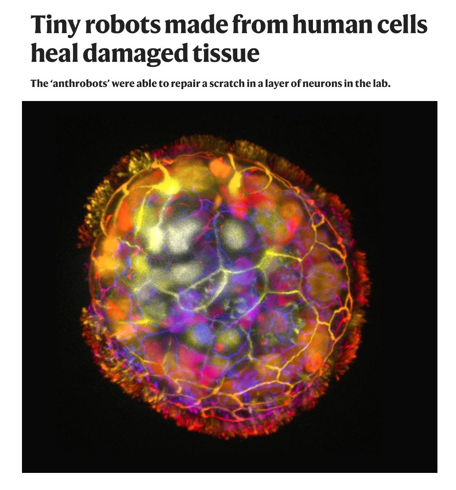 EricTopol's tweet image. When it looks like science fiction, but it's not
nature.com/articles/d4158…
@Nature anthrobots and tissue engineering 2.0
by @SilverJacket