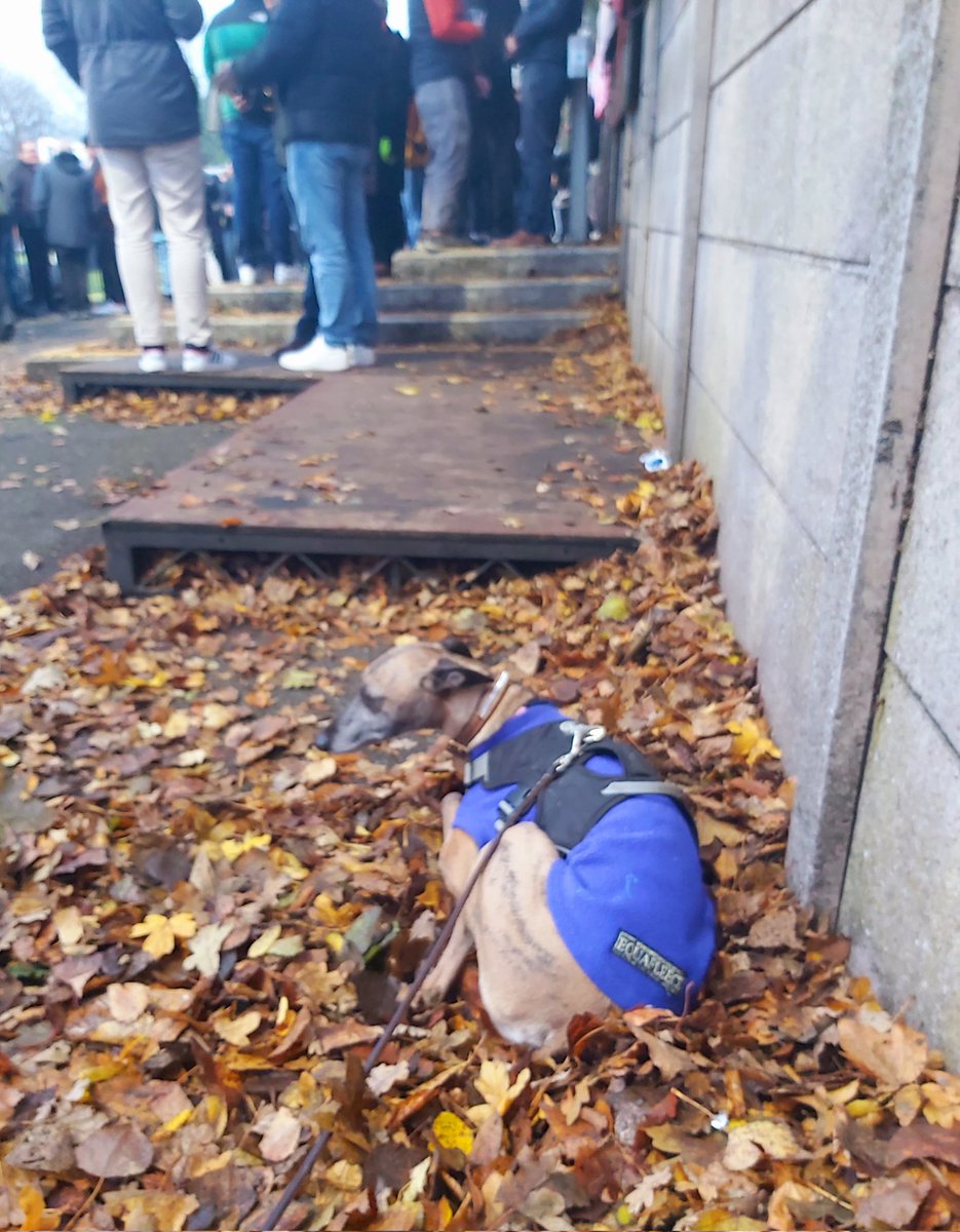 Nora enjoying <a href="/DulwichHamletFC/">Dulwich Hamlet FC</a>'s endeavours against Bognor. It is Harry Grippers on Champion Hill for sure and laying in damp leaves might not be such a bad idea. #dhfc
