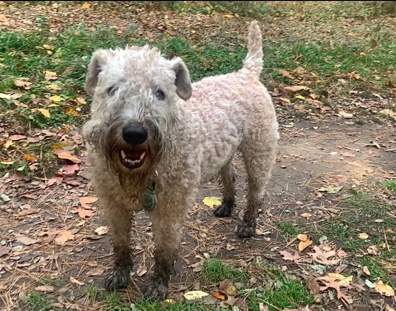 I think Santa would like my beard &amp; booties!  Would luv to show him where to shop in the off-season!
🎅👢👢🎅👢👢🎅👢👢🎅
#wheatenterrier #boots #santa #dogsofx