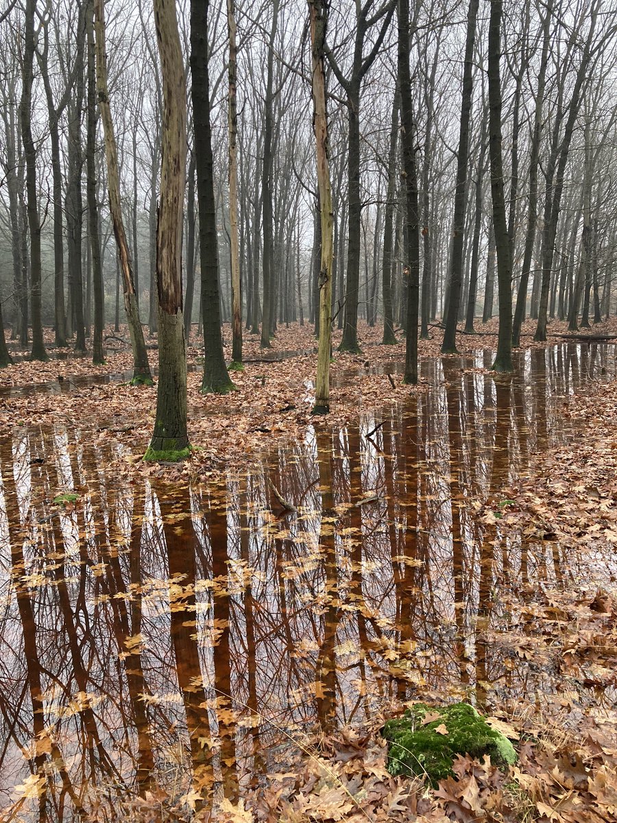 Door de vele regen staat het bos Stippelberg gedeeltelijk onder water. Natuurmonumenten heeft enkele maatregelen genomen om het water vast te houden zodat het langzaam in de bodem kan infiltreren. Hiermee blijft het langer beschikbaar voor de natuur. Zij zal ervan profiteren.