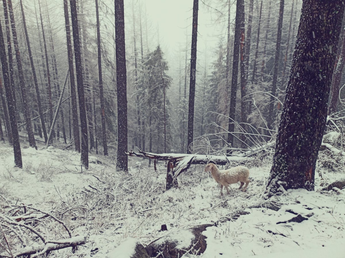 lubon72's tweet photo. Due passi a Saviore dell'Adamello, oggi a malga Casentia (1.850 m). 
Dopo le intense piogge della notte (con danni in tutta l'alta valle) stamattina è tornata la neve https://t.co/MP1njIcwiX