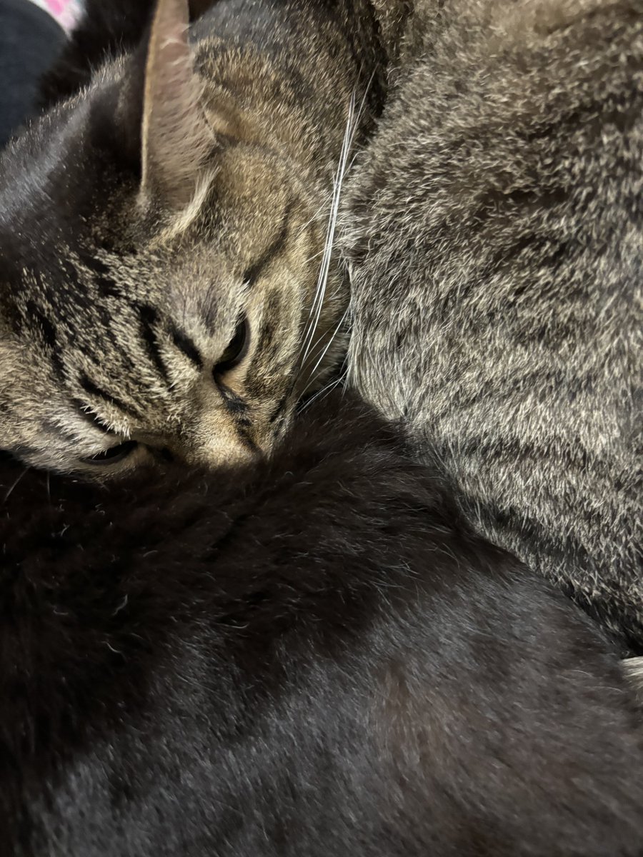 cat_Twins2's tweet photo. じーに埋もれて寝るとんぼさん かわいいね https://t.co/sXExSv18WP