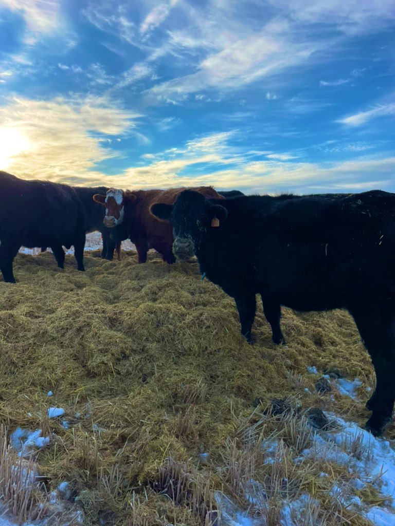 Sure do enjoy being able to drive around the cows in December. For the last number of years it seems like October was snow warning and November was winter and checking cows was on a snowmobile. #feedingseason