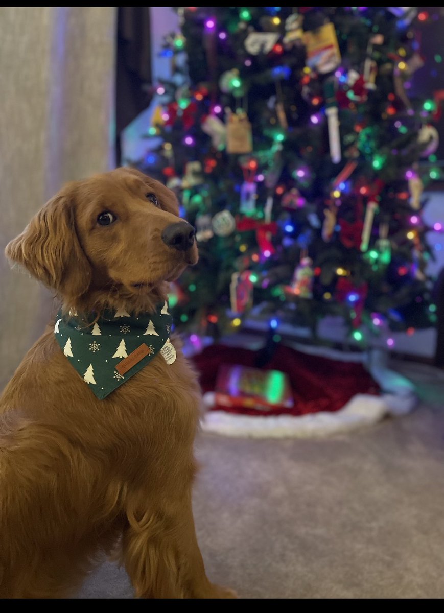 My parents are having their friend Christmas party tonight. I think it’s a party for me! 🤷🏻‍♀️
#ChristmasDog  #ChristmasParty #DogsOfTwitter #SaturdayMood