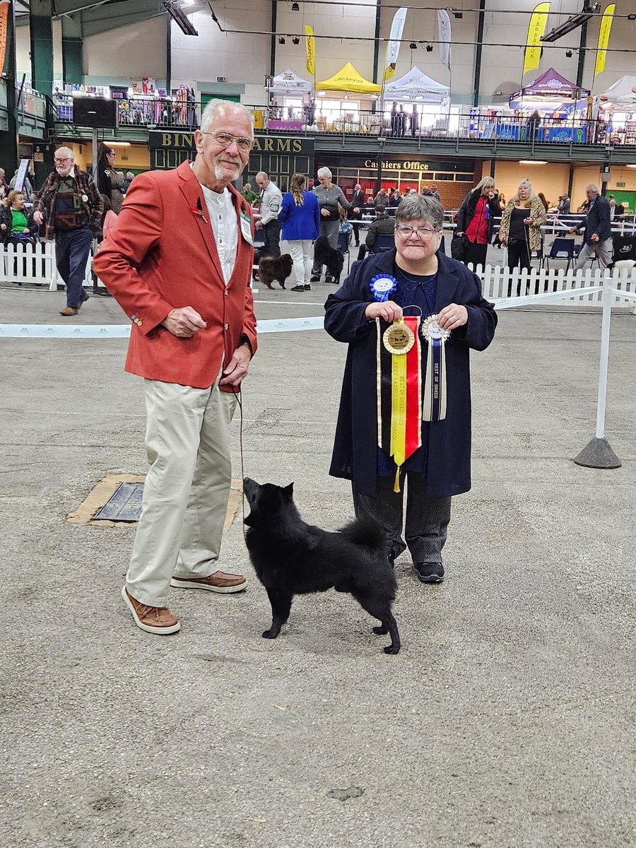 SchipperkesUK's tweet image. Today I had the honour of judging Schipperkes at BUBA Championship Show. My Dog CC winner and Best of Breed was Mr &amp;amp; Mrs Cheatham’s CH Schipdale A Kind of Magic ShCEx. Thanks to all exhibitors for their entry I really enjoyed my day.