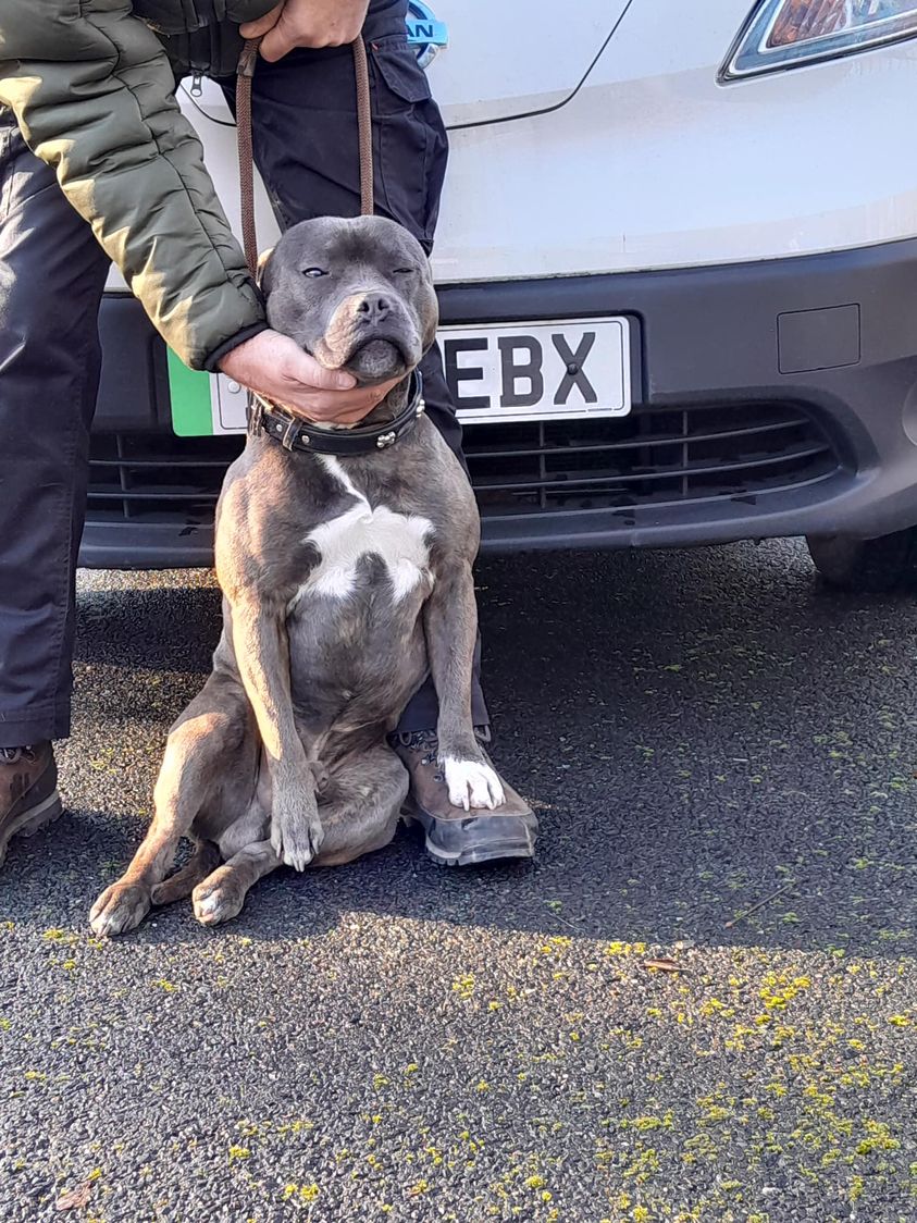 #StrayDog # in #NewcastleUnderLyme #ST4 area, #Staffs. Blue/White #Staffie (?) 29/11/23. newcastle-staffs.gov.uk/founddogs  #FoundDog #dogsoftwitter