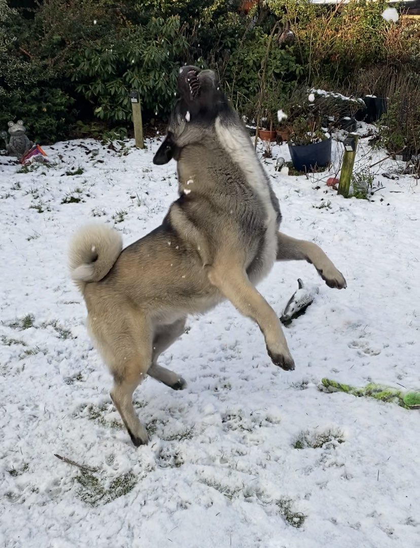 chartait73's tweet photo. A bit of fun in the snow ❄️😍 https://t.co/xqcsYyKN9s