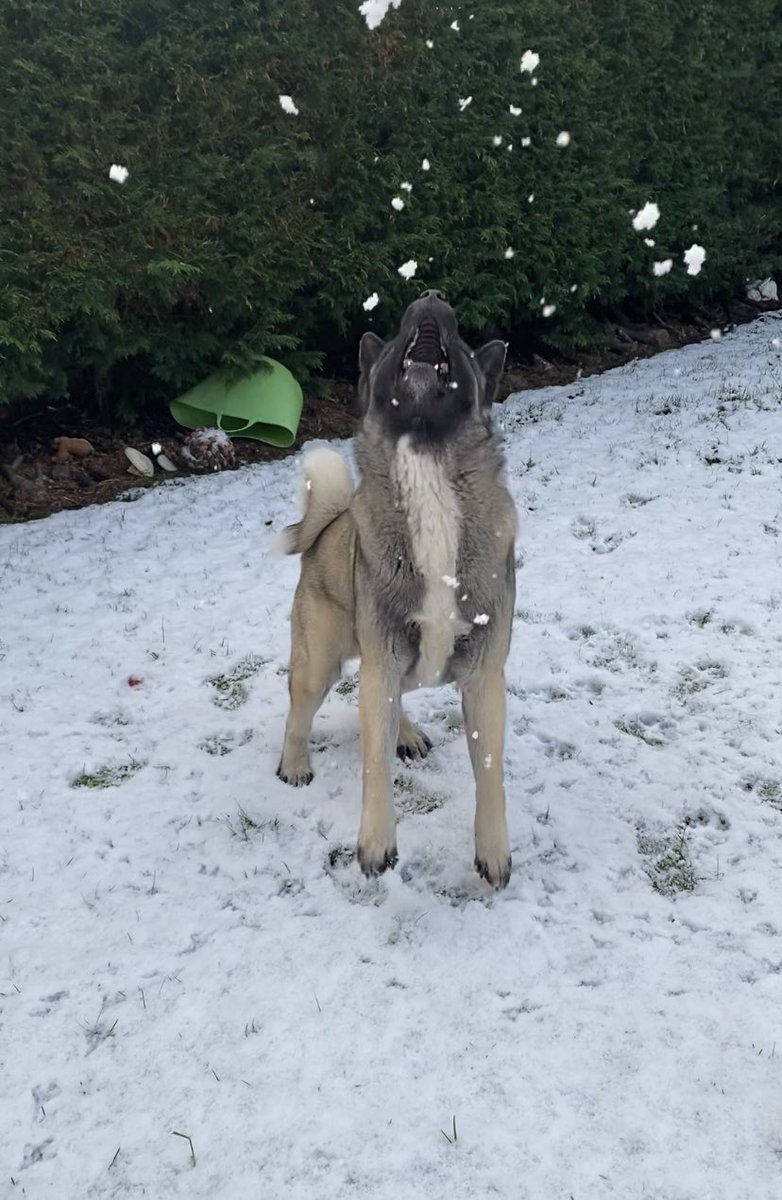 chartait73's tweet photo. A bit of fun in the snow ❄️😍 https://t.co/xqcsYyKN9s
