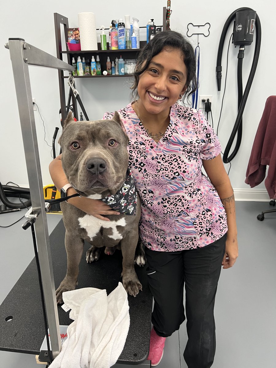 Check Ace out! What a HANDSOME XL Bully! Who's this Disney princess looking lady? Meet Alejandra! She has joined the Wagsville team and her dog handling skills are superior! Book today!