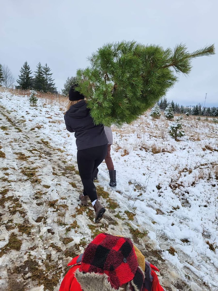 Michelle_CKL's tweet photo. Christmas Tree Day! 🌲🤍
#PotashCreekFarms #Omemee https://t.co/8i8W8QuXBz