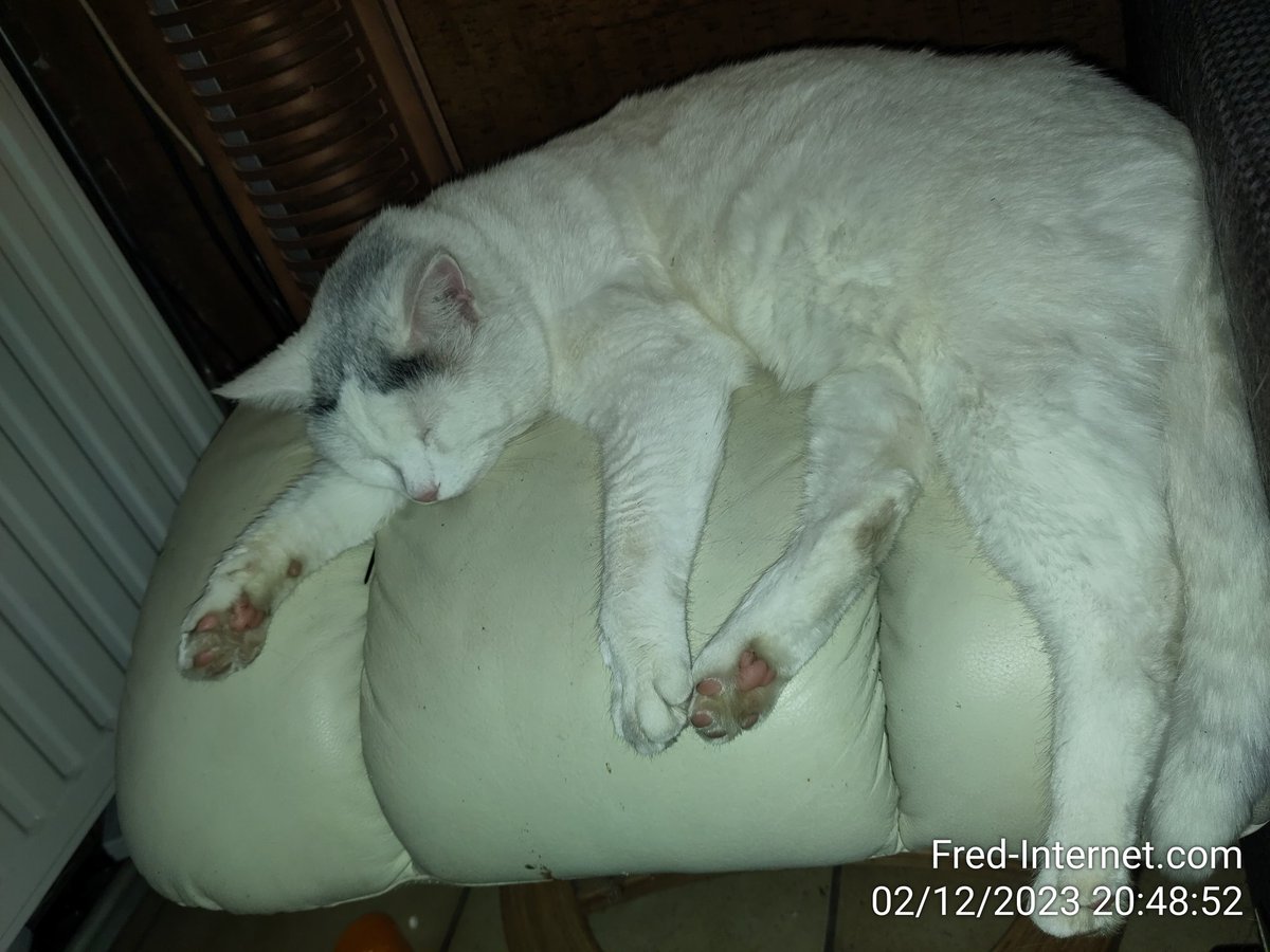 Snorkelders kittens..