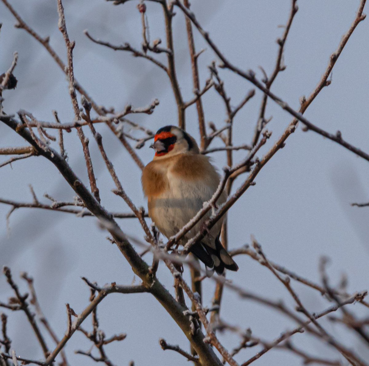 Spolvilla's tweet photo. Lovely chilly walk @ladywalk_nr today. Very crisp underfoot. B pool totally frozen over. Usual suspects but good views of 2 Peregrine on the pylon. Plenty of Teal, Shoveler Wigeon and finches. Gray Wagtail on the river. With @OriginalQwerty. https://t.co/0pbcRuKy2x