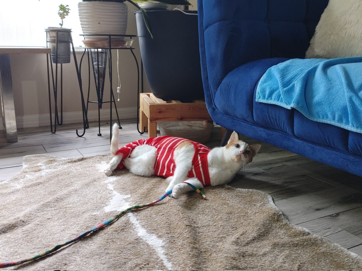 playfullwind's tweet image. Here is our Big Cat spreading some cheer as the Lightning go down in flames today.. #GoBolts #BeTheThunder