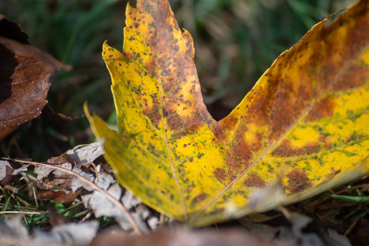 dcjamieson's tweet photo. #52frames_nature
Week 47
Not much variety in my shots this week, but taken in three different states across the southeast. 
Nikon Z5 + Sigma 70-300mm ƒ/4-5.6 D Macro
iPhone 12 Pro
#nikon #nikonz #nikonz5 #nikonphotography  #52framesphotography #iphonephotography https://t.co/D05fEg3rAj