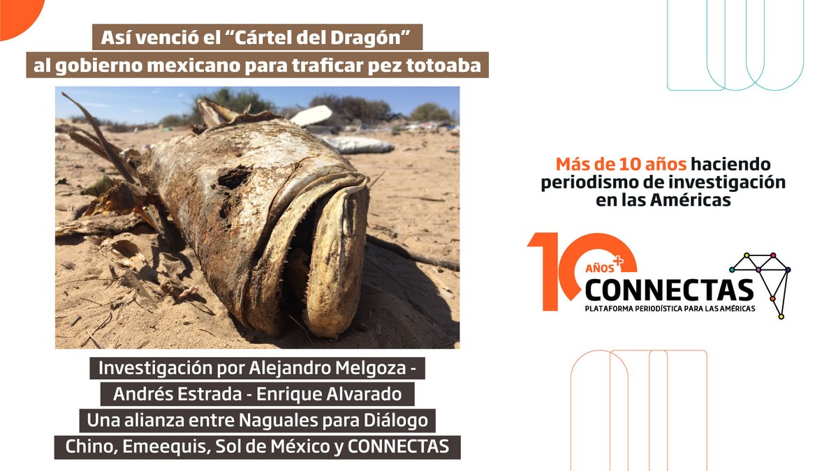#CONNECTAS10Años+ 📰

#Recordemos | El #CártelDelDragón, la ecomafia china que desafió al Gobierno 🇲🇽 y amenazó a la #VaquitaMarina🐬➡️ connectas.org/asi_vencio_el_…

✍🏼<a href="/AleMelgo/">Alejandro Melgoza Rocha</a>, Andrés Estrada y <a href="/kikin_agz/">Enrique Alvarado González</a>
Alianza: <a href="/nagualesmx/">Naguales</a>, <a href="/DialogoChinoES/">Diálogo chino</a>, <a href="/emeequis/">Emeequis</a>, <a href="/elsolde_mexico/">El Sol de México</a> y #CONNECTAS