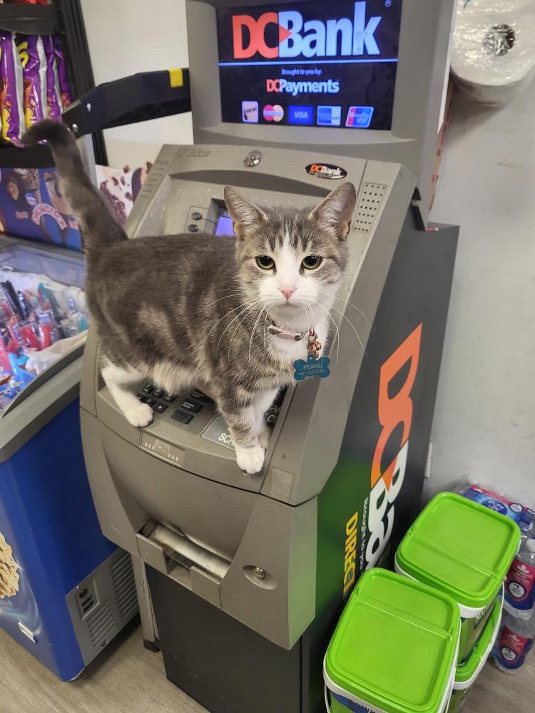 Bodegacats_'s tweet photo. https://t.co/CuGt7zVqfa