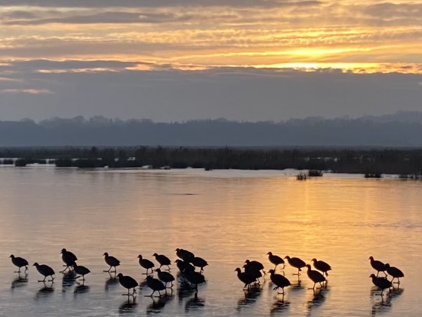 Frosty walk @RSPBAireValley, with the birds able to have a walk on the water…