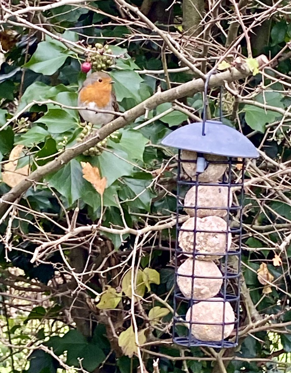 Well also feed the local robins on guard around the apiaries