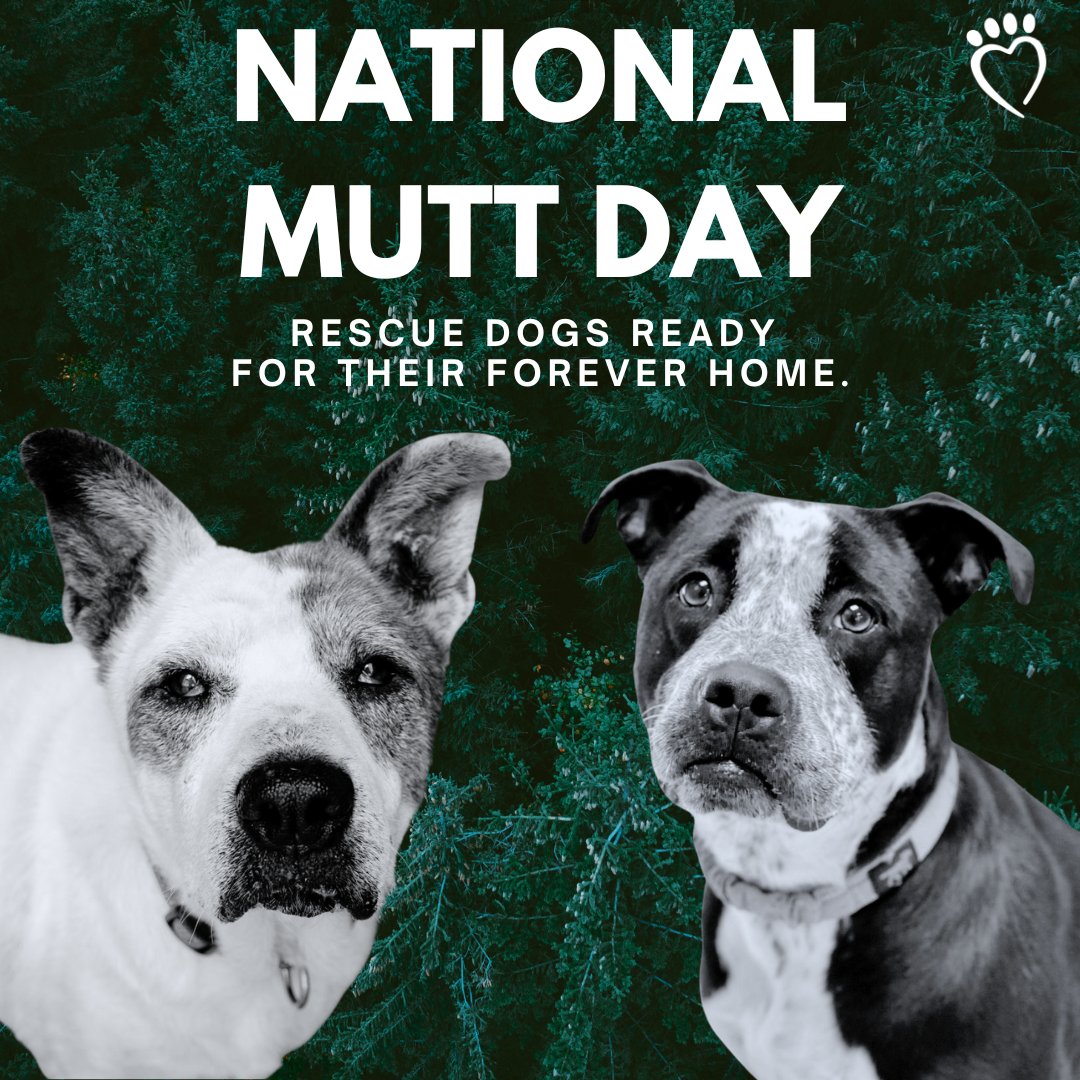 National Mutt Day is the day to shine a light on those loveable dogs whose lineage is a bit of a mystery. 

Consider opening your heart and home to a lovable mutt by adopting your perfect mutt right here at Alaqua.

Post pictures of your loveable mutt below!