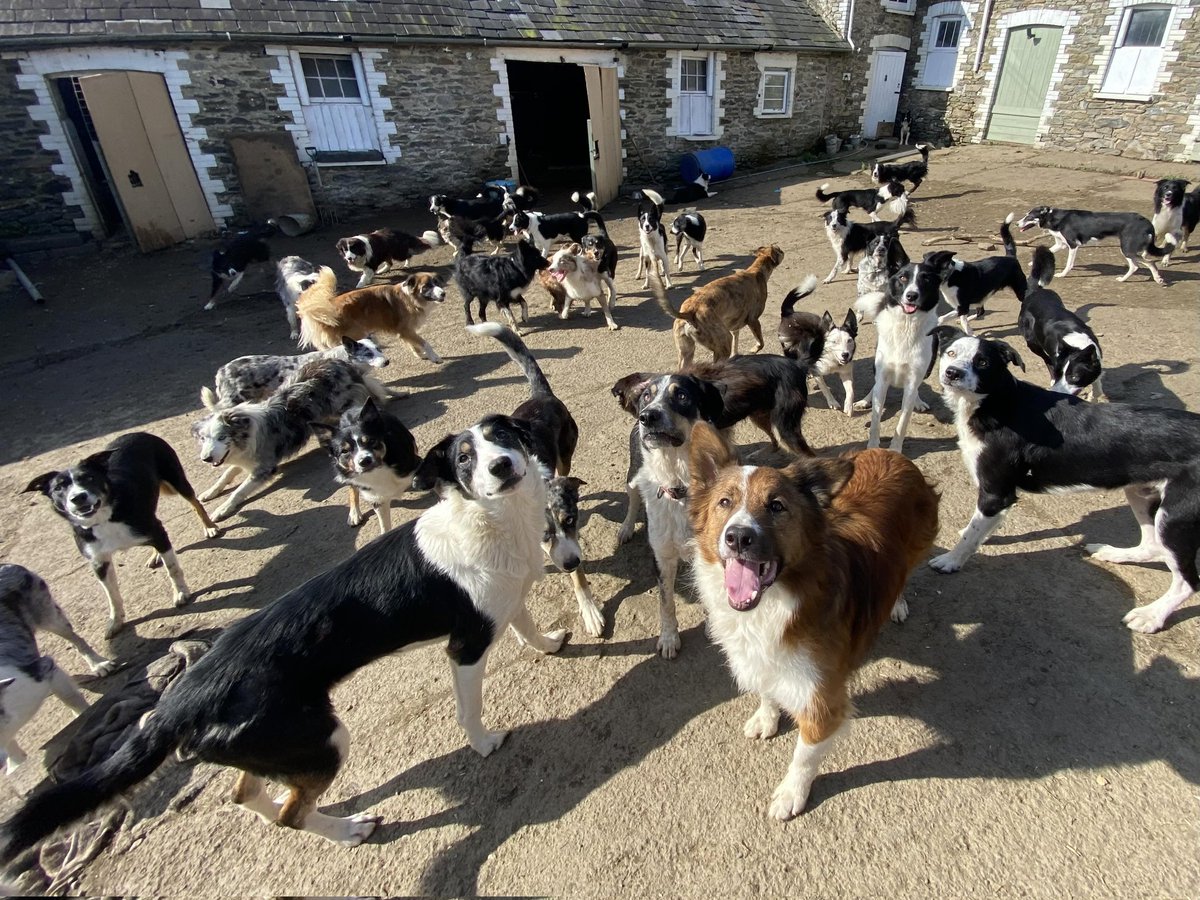 Smile for the camera kids 😀 

#BorderCollie #BorderCollieLovers #RescueIsMyFavouriteBreed