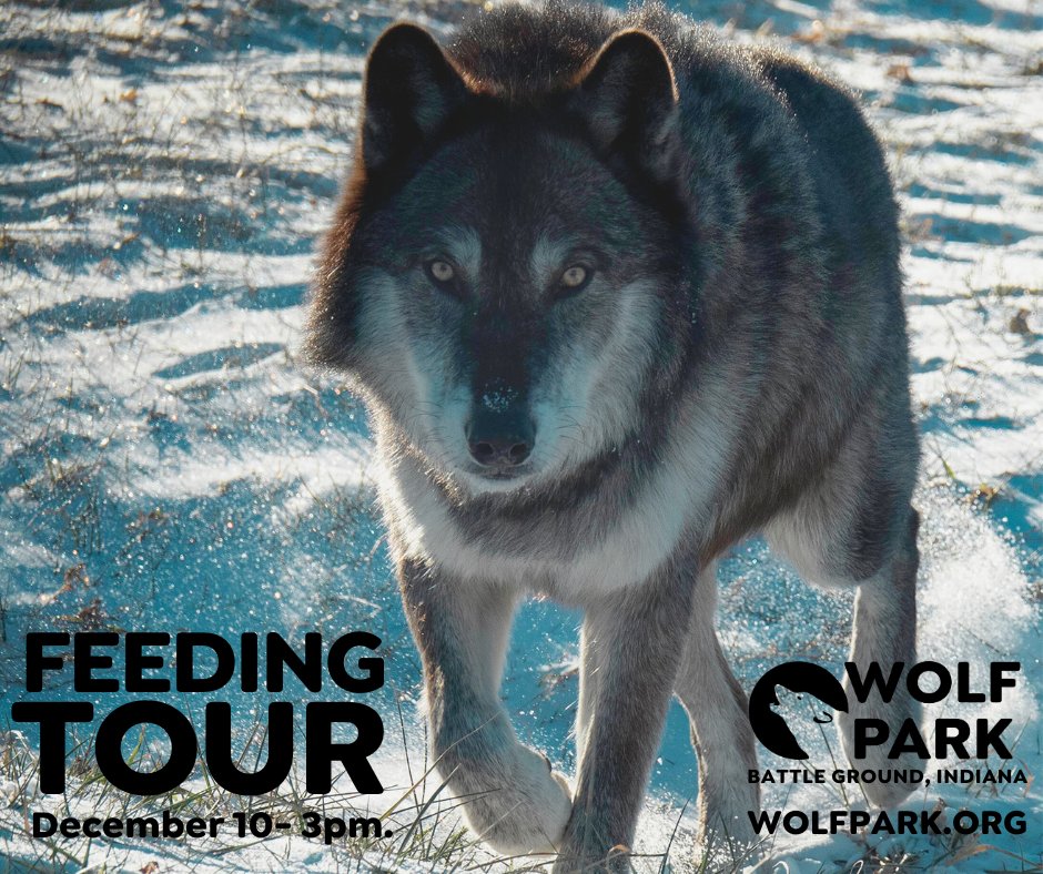 🥩Feeding Tour | December 10- 3pm
Tag along with our Animal Care staff during a feeding session. Learn about the hunting behaviors & wild diets of foxes & wolves. Tickets! 👉 wolfpark.org/feeding-specia…
#wildlifeconservation #montysloanphotography #savewolves #savewilderness 🐺