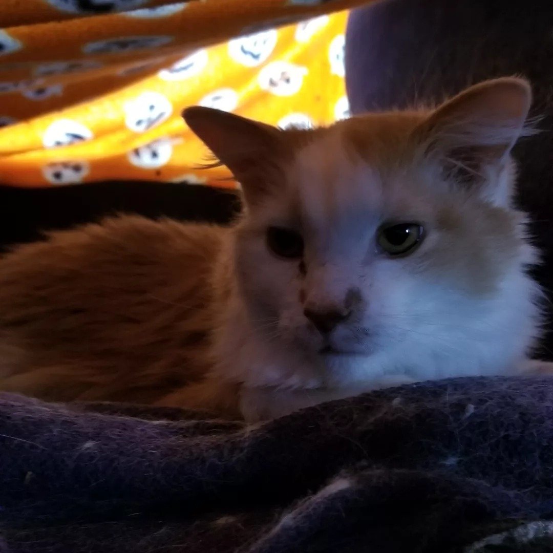 My writing assistant is ready with an assist from his blanket fort beside me on the couch. #amwriting