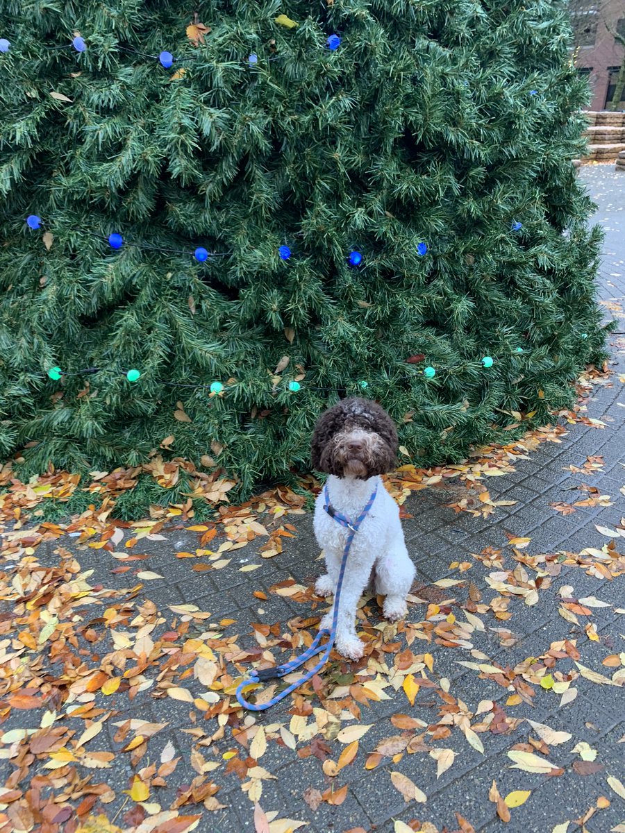 ElizSimins's tweet photo. Dafne says the holiday season has arrived 🍂🍁🎄🐶 https://t.co/oEBcuUF98t