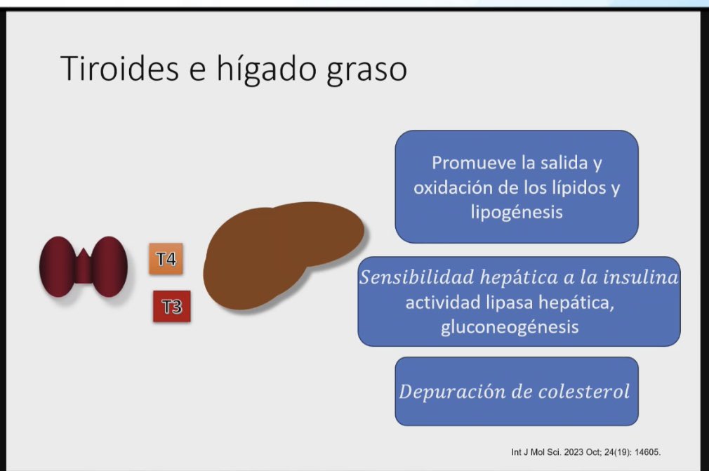 YepezDra's tweet photo. .@robertiroid 
Hay que considerar que en el hipotiroidismo el riesgo de NAFLD es mayor que en la población general, y también el riesgo de progresión a fibrosis #SMNE2023 #SMNELXIII https://t.co/5rLog70MUC