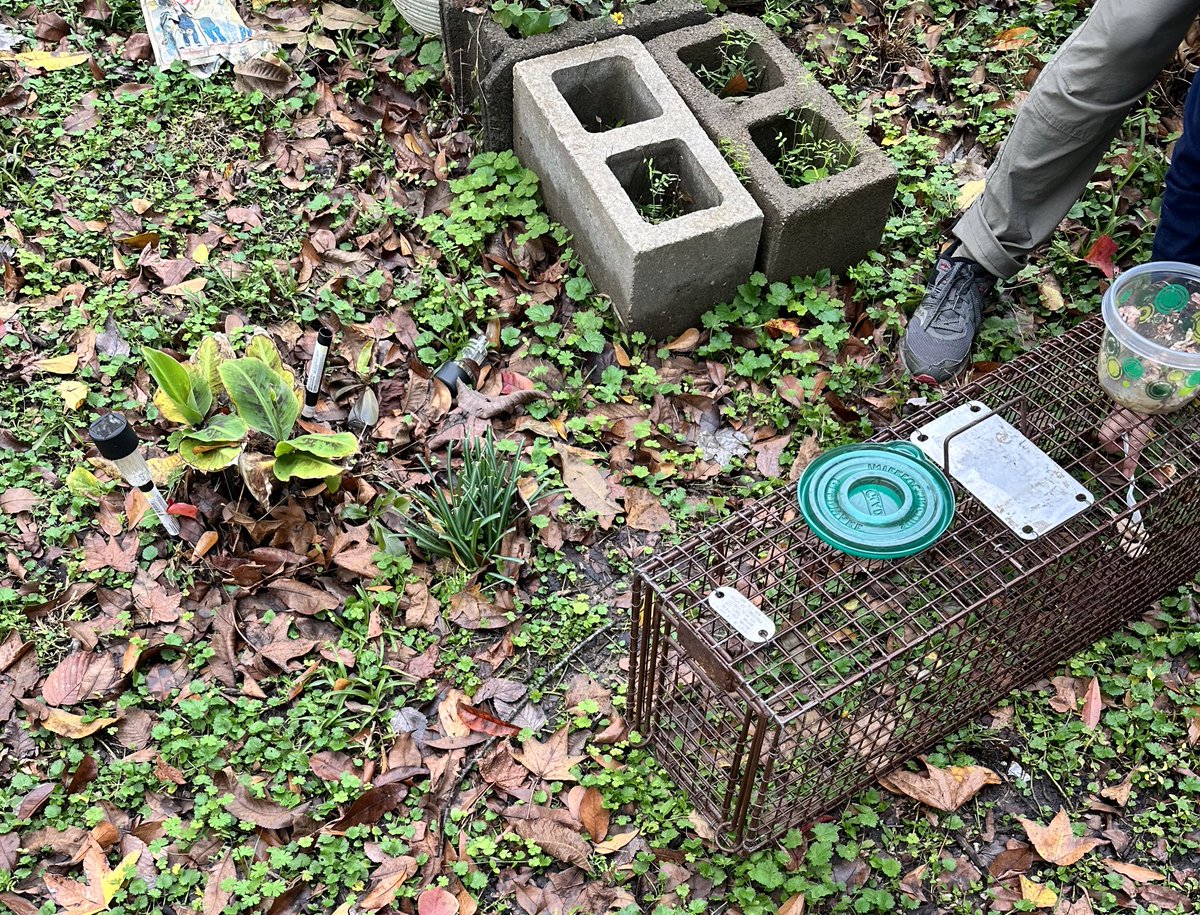 TNR time—tryna to catch a momma and her babies for Spay/Neuter and release. 

S/o to the local rescue groups and volunteers who have big hearts for cats 

Got abt 6-6 traps set with lots of smelly tuna!