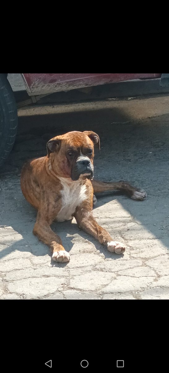 karolaplibar's tweet photo. Perrito busca hogar, ya que la persona que lo tiene no lo quiere, tiene aprox. 1 o 2 años. https://t.co/gBac0WBZo9