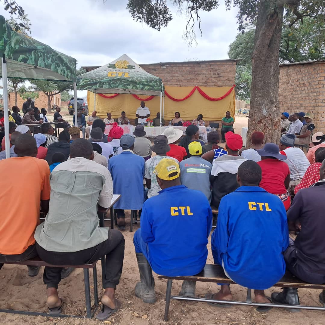 curverid tobacco Curverid Tobacco celebrates Tree Planting Day, nurturing a greener future  one tree at a time. #forlivelihoods #forsustainability #going4growth  #tobaccogrowers