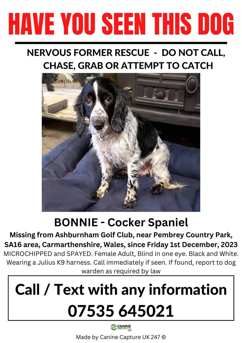 💥SIGHTINGS ONLY-DO NOT CALL, CHASE/GRAB OR ATTEMPT TO CATCH 
NERVOUS #RESCUEDOG 
BONNIE  MISSING #ASHBURNHAM #GOLFCLUB, NR #PEMBREY #COUNTRYPARK, #SA16 #CARMARTHENSHIRE, 1/12/23
🚨blind in one eye/Wearing a Julius K9 harness. If seen please ring the number on poster immediately.