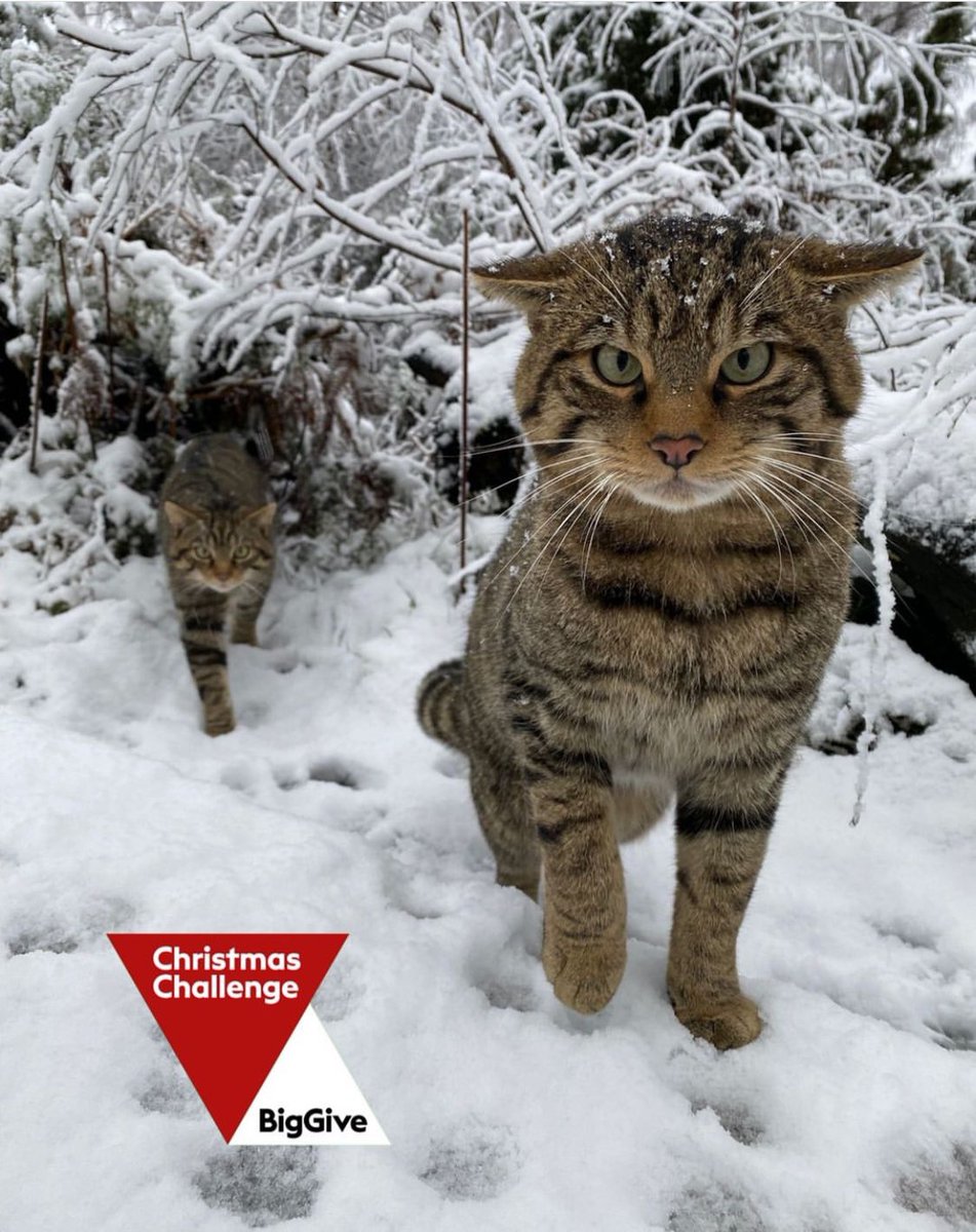 This week YOU can help restore Scotland's wildcats 🐾   Donate to @SaveOurWildcats now and double the impact as your support is matched. You can help wildcats and communities thrive together this Christmas ➡ bit.ly/savingwildcats…’