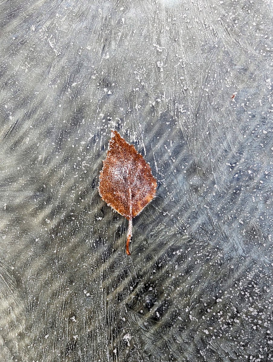 From my garden today 🍂❄️🍂 Iced leaf, very beautifullll🍂 ❄️🍂 🍂 ❄️🍂