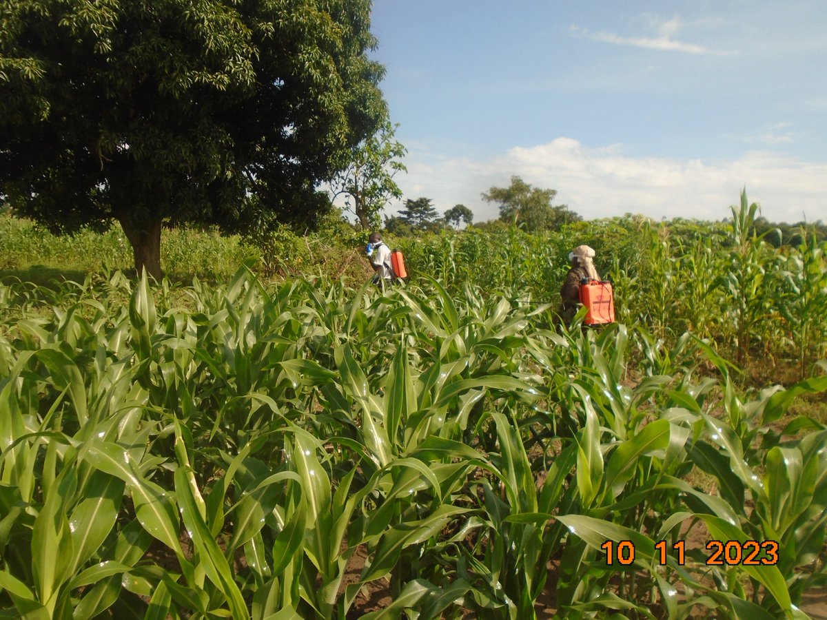 From the @UgandaFarm's sorghum project 3 weeks ago: our farmers spraying their sorghum fields. (Note: due to heavy rains that are on now, harvesting will be a bit late, probably between Jan - Feb 2024). Here is spraying in action: