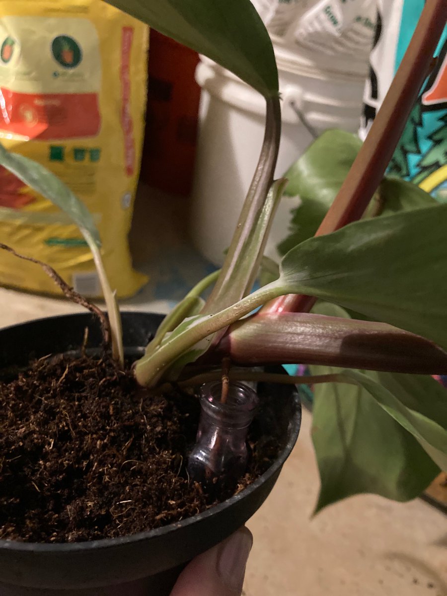 daily plants tweet media