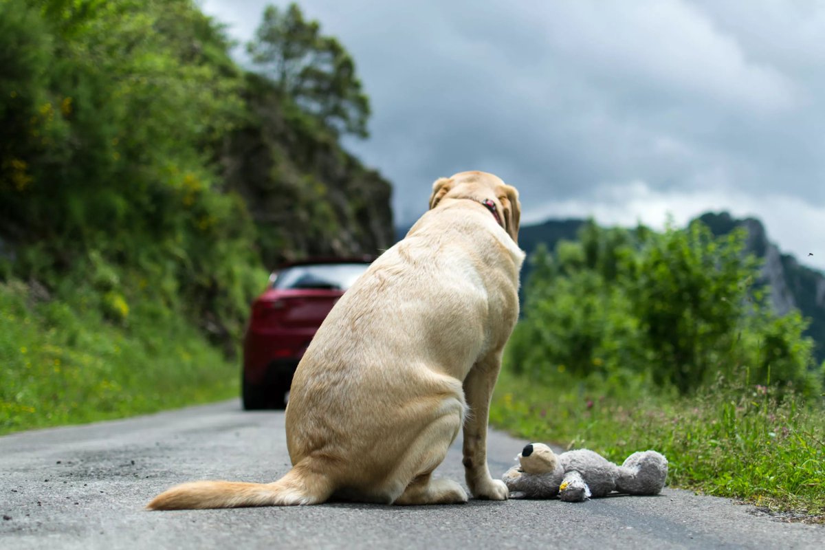 LigueDesAnimaux's tweet photo. Plus jamais ça. https://t.co/0XrYk0sqA8