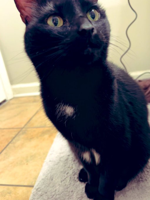 Vader is home safe and sound after the appointment. He is on some immune support powder that I mix in<a href="/tag/onmfc"class="tags"><span>#onmfc</span></a>