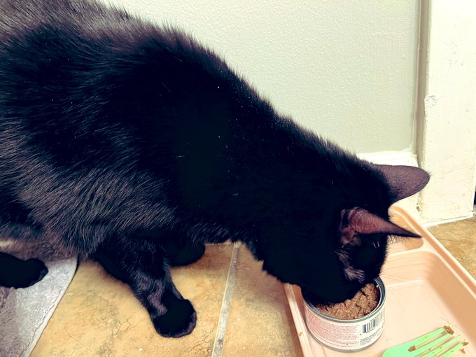 Vader is home safe and sound after the appointment. He is on some immune support powder that I mix in<a href="/tag/onmfc"class="tags"><span>#onmfc</span></a>