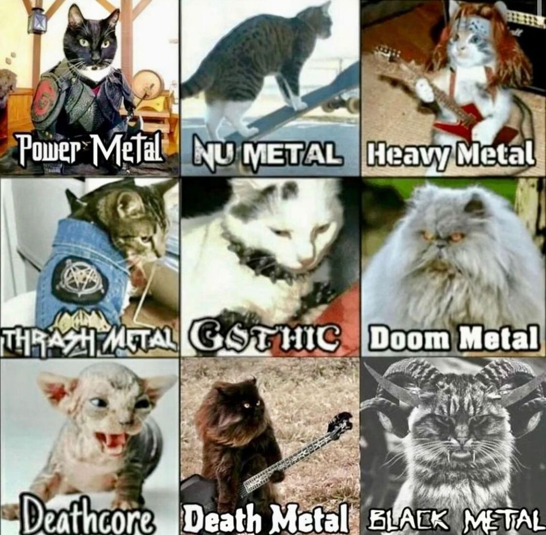“choose your cat-egory”🤘😈🎤🔉🛡
